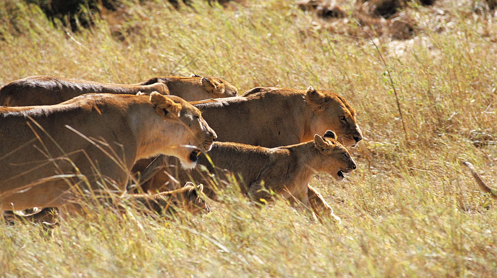 Grumeti Hills - Hervorragende Safari-Erlebnisse